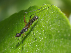 Micropeza corrigiolata