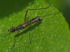 Micropeza corrigiolata