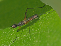 Micropeza corrigiolata