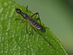 Micropeza corrigiolata