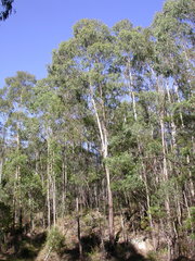 Eucalyptus elata