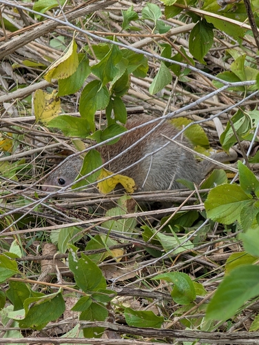 Rufous Bettong