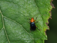 Paragetocera involuta