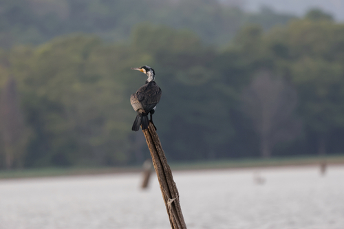 Great Cormorant