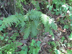 Polypodium calirhiza image