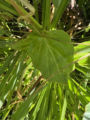 Cardamine cordifolia, photograph 6