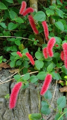 Acalypha pendula
