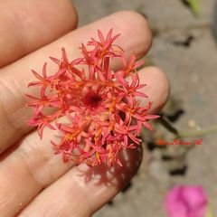 Kleinia stapeliiformis