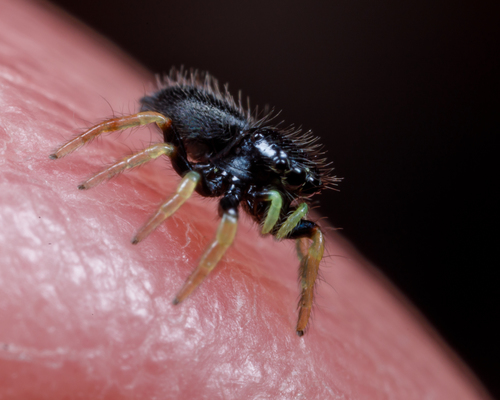 Whitman's Jumping Spider photo 4