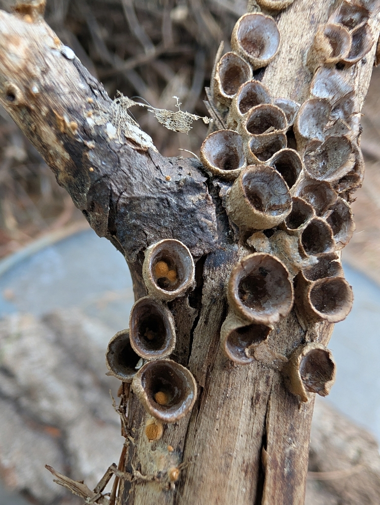 common bird's nest fungus · July 2026 · photo: Photo: no rights reserved · iNaturalist