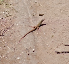 Aspidoscelis gularis