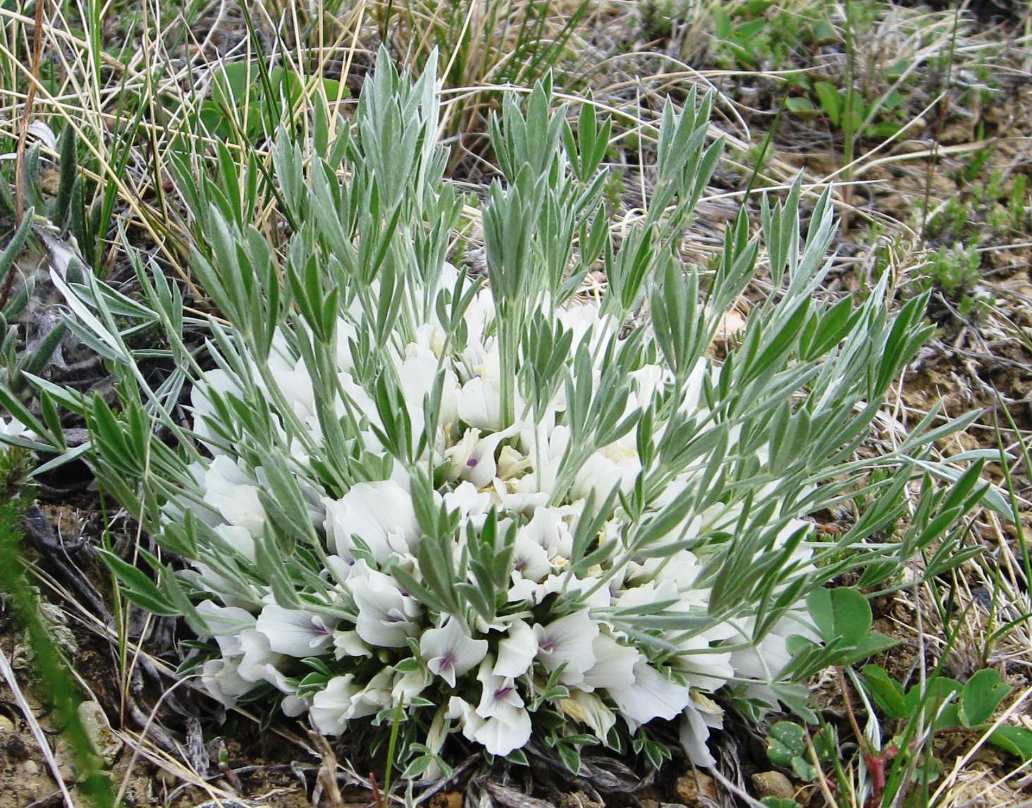 Astragalus gilviflorus