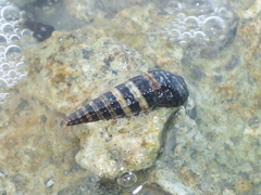 Lampanella minima