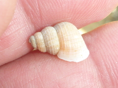 Tudora megacheilos
