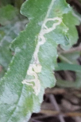 Stigmella ogygia