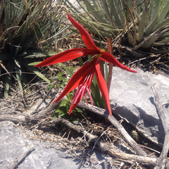 Sprekelia formosissima