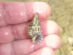 Cerithium litteratum