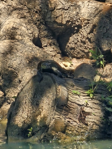 Eastern Short-necked Turtle