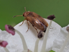 Anaspis maculata