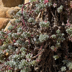 Chenolea diffusa, photograph author not stated, no rights reserved