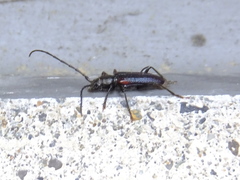 Callidiellum rufipenne