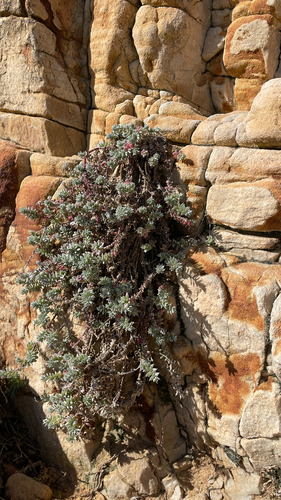 Chenolea diffusa, photograph 2