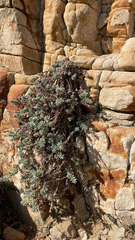 Chenolea diffusa, photograph author not stated, no rights reserved