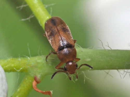 Anaspis maculata, photo 3 of 10