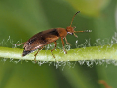 Anaspis maculata
