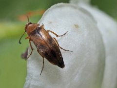 Anaspis maculata
