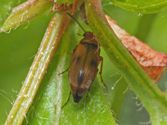 Anaspis maculata