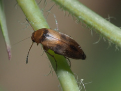 Anaspis maculata