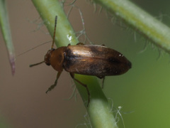 Anaspis maculata