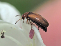 Anaspis maculata