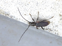Callidiellum rufipenne