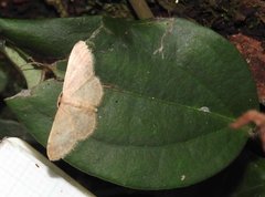 Idaea ptyonopoda