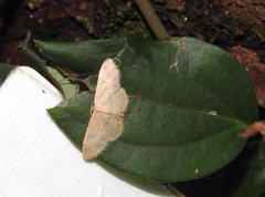 Idaea ptyonopoda