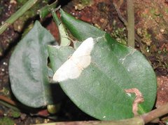 Idaea ptyonopoda
