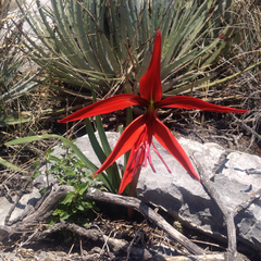 Sprekelia formosissima