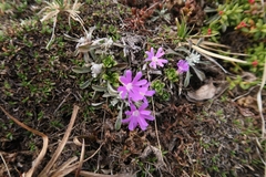 Primula minima