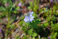 Veronica stelleri