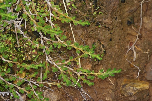 Peruvian Spikemoss