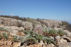 Hedysarum candidum