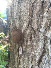 Reticularia lycoperdon