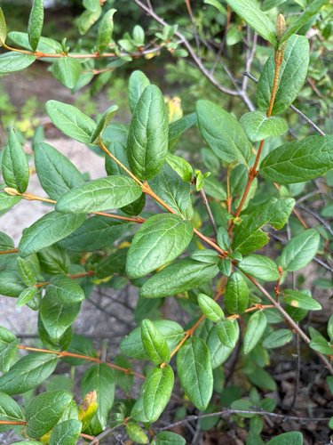 Canadian buffalo-berry