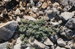 Genista albida