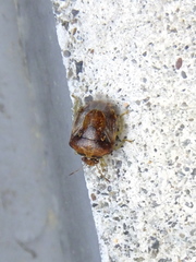 Hermolaus amurensis