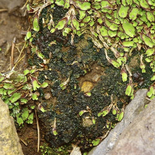Jelly Lichen
