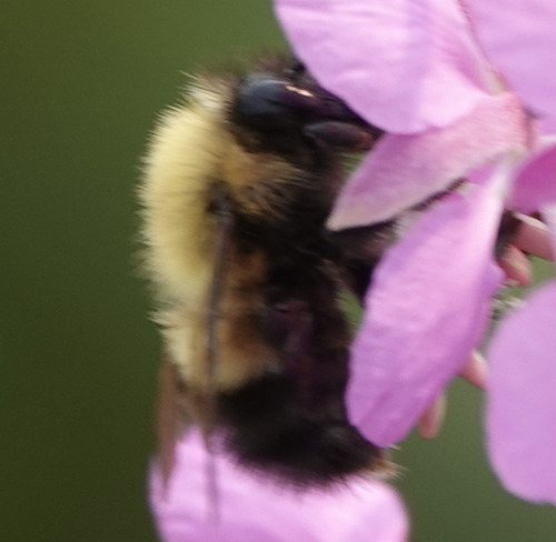 Perplexing Bumble Bee