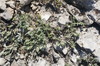 Teucrium montanum jailae - Photo (c) Сергей, some rights reserved (CC BY-NC), uploaded by Сергей